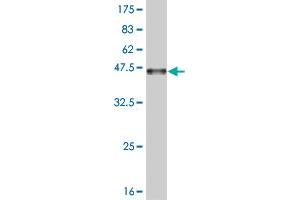 Western Blotting (WB) image for anti-Death-Domain Associated Protein (DAXX) (AA 561-660) antibody (ABIN514879)