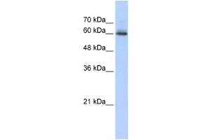 Western Blotting (WB) image for anti-Sema Domain, Immunoglobulin Domain (Ig), Transmembrane Domain (TM) and Short Cytoplasmic Domain, (Semaphorin) 4F (SEMA4F) antibody (ABIN2459020) (SEMA4F Antikörper)