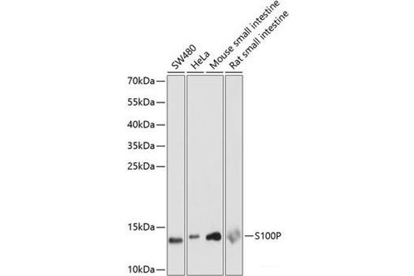 S100P Antikörper