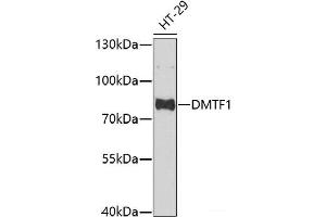 Western blot analysis of extracts of HT-29 cells using DMTF1 Polyclonal Antibody at dilution of 1:1000. (DMP1 Antikörper)
