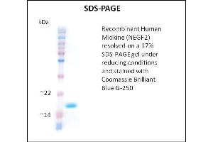 Midkine Protein