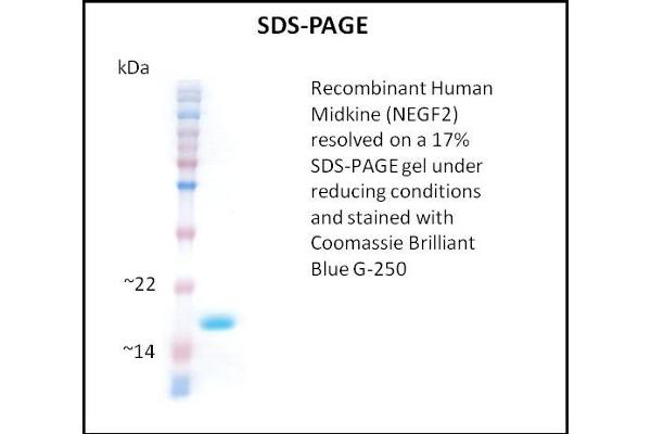 Midkine Protein