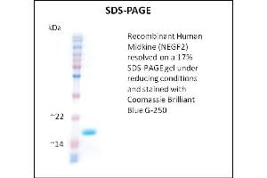 SDS-PAGE (SDS) image for Midkine (Neurite Growth-Promoting Factor 2) (MDK) (Active) protein (ABIN5509432)