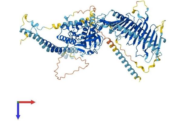 CCDC135 Protein (AA 1-876) (His tag)