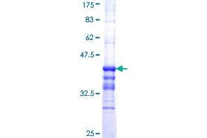 Image no. 1 for Apolipoprotein C-II (APOC2) (AA 23-101) protein (GST tag) (ABIN1345370)