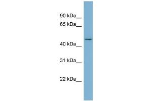 WB Suggested Anti-ENOSF1  Antibody Titration: 0. (ENOSF1 Antikörper  (N-Term))