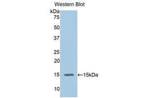 Western Blotting (WB) image for anti-Interleukin 15 (IL15) (AA 49-162) antibody (ABIN1172121) (IL-15 Antikörper  (AA 49-162))