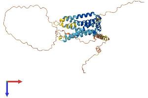 GPR142 Protein (AA 1-462) (His tag)