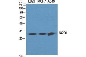 Western Blot (WB) analysis of specific cells using NQO1 Polyclonal Antibody. (NQO1 Antikörper  (C-Term))