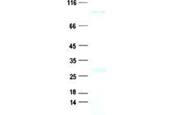 Syntabulin Protein (His tag)