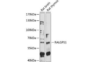 Western blot analysis of extracts of various cell lines, using R antibody (ABIN7269836) at 1:1000 dilution. (RALGPS1 Antikörper  (AA 1-300))