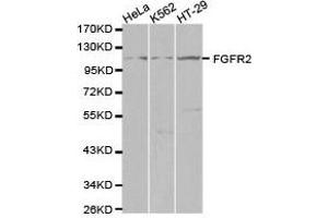 Western Blotting (WB) image for anti-Fibroblast Growth Factor Receptor 2 (FGFR2) antibody (ABIN1872688) (FGFR2 Antikörper)