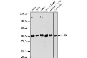 Western blot analysis of extracts of various cell lines, using MLST8 Rabbit pAb (ABIN6131371, ABIN6143894, ABIN6143895 and ABIN6217660) at 1:1000 dilution. (GBL Antikörper  (AA 1-326))