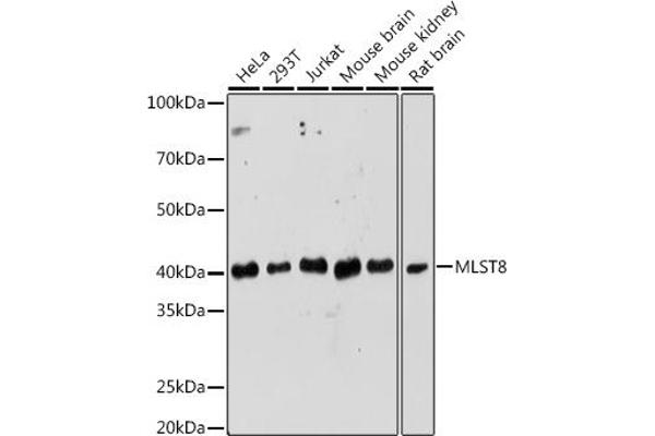 GBL anticorps  (AA 1-326)