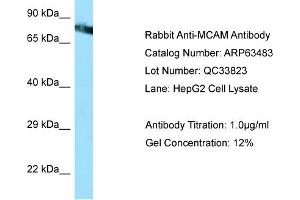 Western Blotting (WB) image for anti-Melanoma Cell Adhesion Molecule (MCAM) (Middle Region) antibody (ABIN2789518)