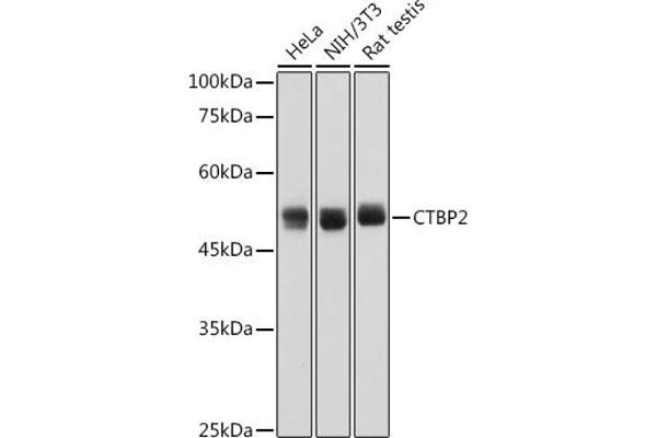 CTBP2 Antikörper