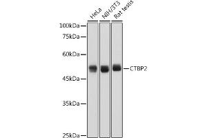 Western blot analysis of extracts of various cell lines, using CTBP2 antibody (ABIN7265979) at 1:1000 dilution. (CTBP2 Antikörper)