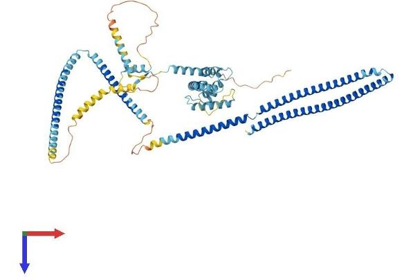 CCDC93 Protein (AA 1-631) (His tag)