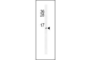 URM1 antibody (ABIN659088 and ABIN2838077) western blot analysis in HepG2 cell line lysates (35 μg/lane).