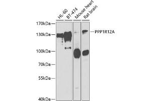 Western blot analysis of extracts of various cell lines, using PPP1R12A antibody (ABIN6128261, ABIN6146060, ABIN6146062 and ABIN6222412) at 1:1000 dilution. (PPP1R12A Antikörper  (AA 710-970))