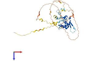 FOXH1 Protein (AA 1-365) (His tag)