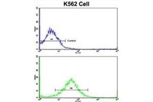 Flow cytometric analysis of K562 cells using FPGS Antibody (Center)(bottom histogram) compared to a negative control cell (top histogram). (FPGS Antikörper  (AA 304-330))
