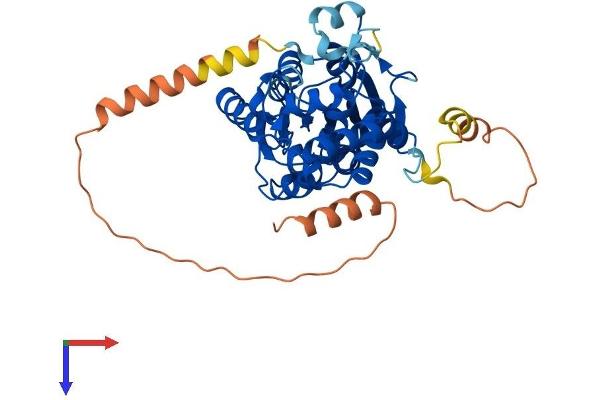 METT5D1 Protein (AA 1-407) (His tag)