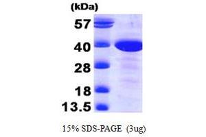 SDS-PAGE (SDS) image for Methionine Adenosyltransferase II, beta (MAT2B) (AA 1-323) protein (ABIN667754) (MAT2B Protein (AA 1-323))