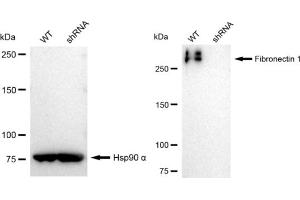 Western blotting analysis using Fibronectin 1 antibody (ABIN7798613). (Rekombinanter Fibronectin 1 Antikörper)