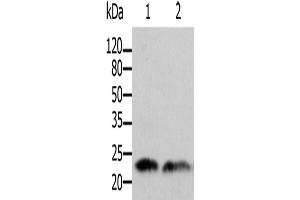 Western Blotting (WB) image for anti-ADP-Ribosylation Factor 1 (ARF1) antibody (ABIN2425525) (ARF1 Antikörper)