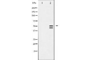 Western blot analysis of VASP phosphorylation expression in NIH-3T3 whole cell lysates,The lane on the left is treated with the antigen-specific peptide. (VASP Antikörper  (pSer239))