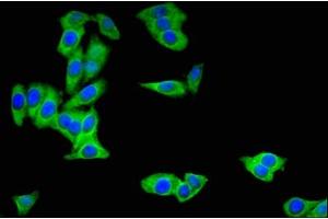 Immunofluorescent analysis of HepG2 cells using ABIN7153530 at dilution of 1:100 and Alexa Fluor 488-congugated AffiniPure Goat Anti-Rabbit IgG(H+L) (BBOX1 Antikörper  (AA 154-247))