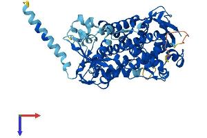 Cytochrome P450, Family 2, Subfamily D, Polypeptide 7 Pseudogene 1 (CYP2D7P1) (AA 1-515) protein (His tag)