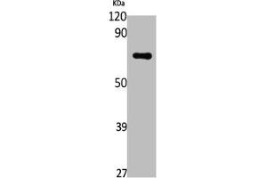 Western Blot analysis of Jurkat cells using DNA pol ε B Polyclonal Antibody (POLE2 Antikörper  (Internal Region))