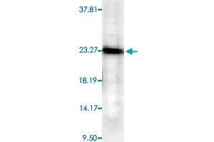 Western blot analysis from human cell line mixed lysate with PTGES3 monoclonal antibody, clone JJ6 . (PTGES3 Antikörper)