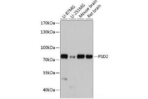Western blot analysis of extracts of various cell lines using PSD2 Polyclonal Antibody at dilution of 1:1000. (PSD2 Antikörper)
