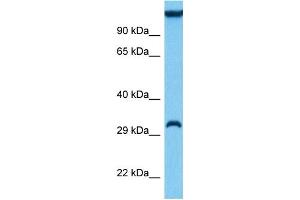 Host:  Mouse  Target Name:  SIAH1A  Sample Tissue:  Mouse Liver  Antibody Dilution:  1ug/ml