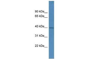 WB Suggested Anti-PHYHIPL Antibody Titration: 0. (PHYHIPL Antikörper  (C-Term))