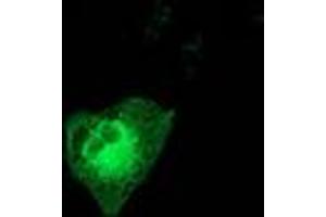 Anti-MAPK7 mouse monoclonal antibody (ABIN2454065) immunofluorescent staining of COS7 cells transiently transfected by pCMV6-ENTRY MAPK7 (RC203506). (MAPK7 Antikörper)