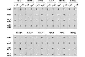 Dot-blot analysis of all sorts of methylation peptides using DiMethyl-Histone H3-K27 antibody. (Histone 3 Antikörper  (H3K27me))