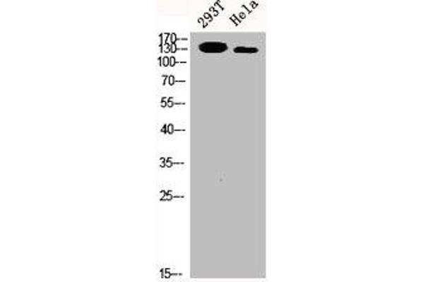 SRCIN1 Antikörper  (Internal Region)