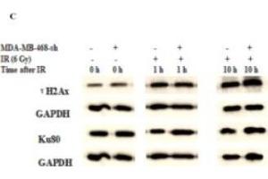 TMPRSS4 Silencing Improved the DNA Damage Induced by IR, Delays DNA Damage Repair. (XRCC5 Antikörper  (AA 543-732))
