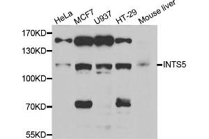 Western blot analysis of extracts of various cell lines, using INTS5 antibody (ABIN5973990) at 1/1000 dilution.