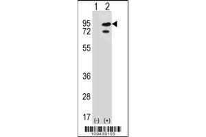 Western blot analysis of SNRK using rabbit polyclonal SNRK Antibody using 293 cell lysates (2 ug/lane) either nontransfected (Lane 1) or transiently transfected (Lane 2) with the SNRK gene.