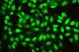 IF analysis of Ran using anti-Ran antibody (ABIN7600473).