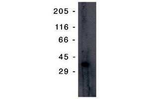 Image no. 1 for anti-Tumor Protein P53 Inducible Protein 3 (TP53I3) antibody (ABIN201596) (TP53I3 Antikörper)