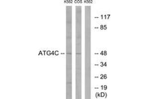 Western blot analysis of extracts from K562/COS7 cells, using ATG4C Antibody. (ATG4C Antikörper  (AA 21-70))
