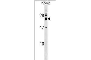 REXO2 Antibody (Center) (ABIN1537817 and ABIN2848891) western blot analysis in K562 cell line lysates (35 μg/lane). (REXO2 Antikörper  (AA 129-157))
