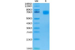 Biotinylated Human LILRA6/CD85b/ILT8 on Tris-Bis PAGE under reduced condition. (LILRA6 Protein (His-Avi Tag,Biotin))
