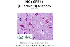 Image no. 1 for anti-G Protein-Coupled Receptor 83 (GPR83) (C-Term) antibody (ABIN1735178) (GPR83 Antikörper  (C-Term))